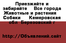 Приезжайте и забирайте. - Все города Животные и растения » Собаки   . Кемеровская обл.,Березовский г.